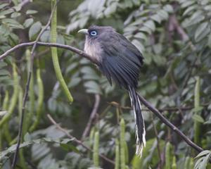 Phaenicophaeus viridirostris