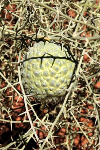 Acanthosicyos horridus