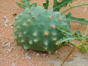 utils/thumbs/Cucurbitaceae/Citrullus_izpLkGYCJkhjWobomE2549.jpg