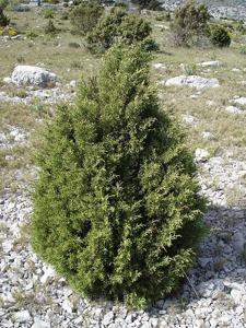 Juniperus phoenicea