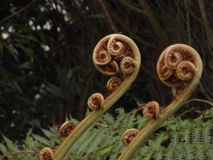 Cyathea cooperi