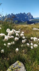 Eriophorum scheuchzeri