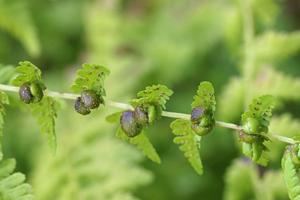 Cystopteris bulbifera