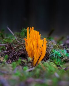 Calocera viscosa