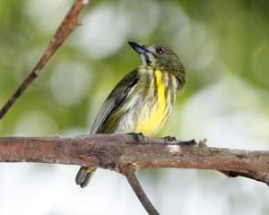 Prionochilus maculatus oblitus