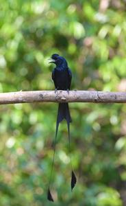 Dicrurus paradiseus
