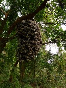 Dillenia indica