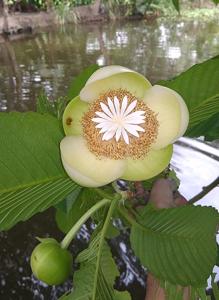 Dillenia indica