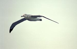 Diomedea exulans