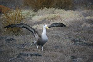 Phoebastria irrorata