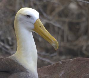 Phoebastria irrorata