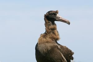 utils/thumbs/Diomedeidae/Phoebetria_3tnyvBAxEnEeRNhmSjtKuQ.jpg