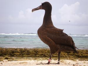 Phoebetria albatrus