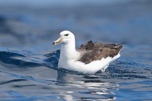 utils/thumbs/Diomedeidae/Thalassarche_bMCeFuRrJDtt9x6L5ipNTy.jpg