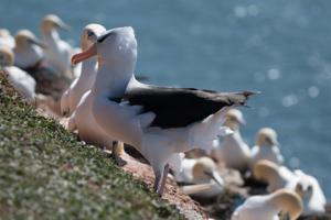 Thalassarche melanophris heligoland