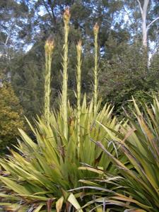 utils/thumbs/Doryanthaceae/Doryanthes_ewGihdxvZteVJW7Gmfsqjy.JPG