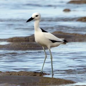 utils/thumbs/Dromadidae/Dromas_JaL7QCeTu7xiww4zZJnh6W.jpg
