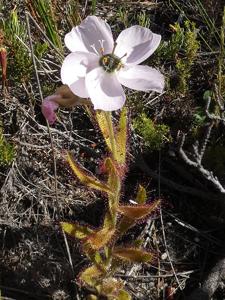 Drosera cistiflora