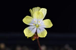 Drosera citrina