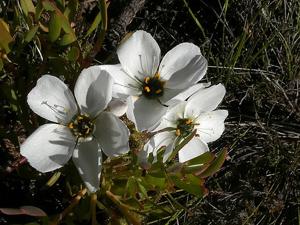 Drosera cistiflora