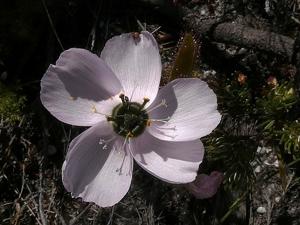 Drosera cistiflora