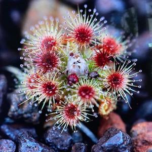 Drosera platystigma