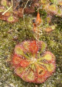 Drosera felix