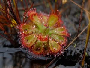 Drosera burmanni