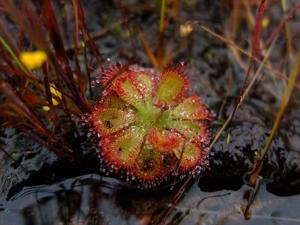 Drosera burmanni
