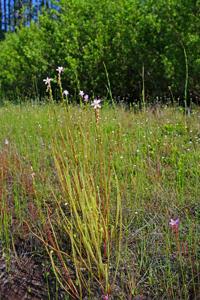Drosera tracyi