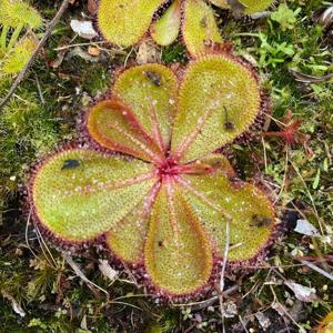 Drosera monantha