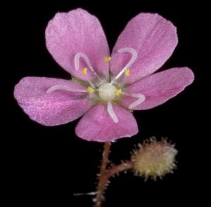 Drosera pulchella