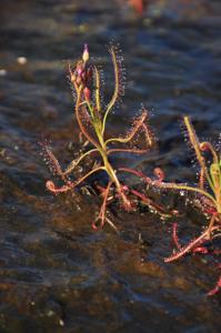 Drosera indica