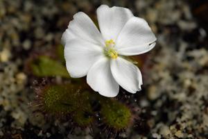 Drosera aberrans