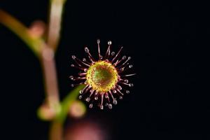 Drosera menziesii
