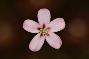 Drosera pycnoblasta