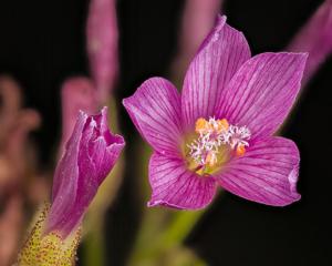 Drosera regia