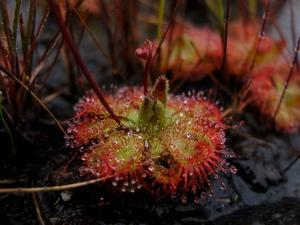 Drosera burmanni