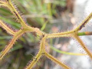 Drosera binata