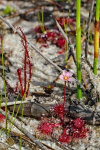 Drosera capillaris