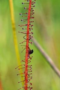 Drosera filiformis var. floridana