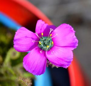 Drosera cistiflora