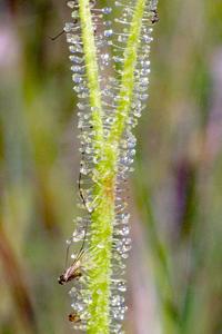 Drosera tracyi