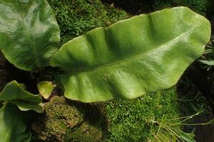 Elaphoglossum crinitum