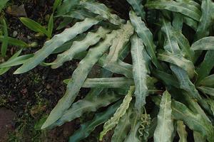 Elaphoglossum rupestre