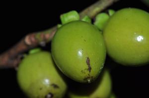 utils/thumbs/Ebenaceae/Diospyros_Du96fus5yTUc3vNgFTcs9r.jpg