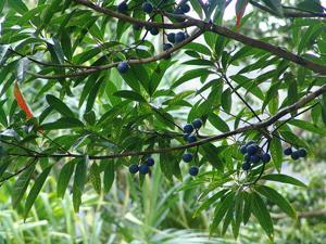 Elaeocarpus angustifolius