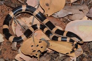 utils/thumbs/Elapidae/Elapsoidea_fL6Uf5DkNUQYPeJwCWEuAX.jpg