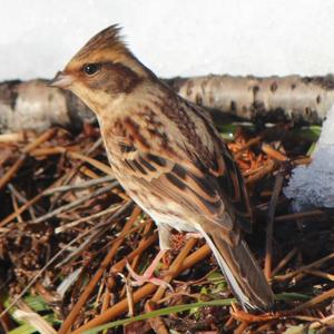 Emberiza elegans