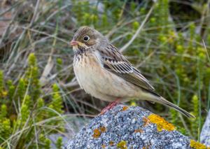 Emberiza hortulana